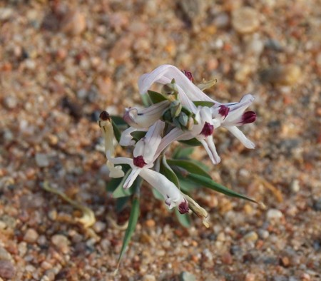 Corydalis ruksansii 